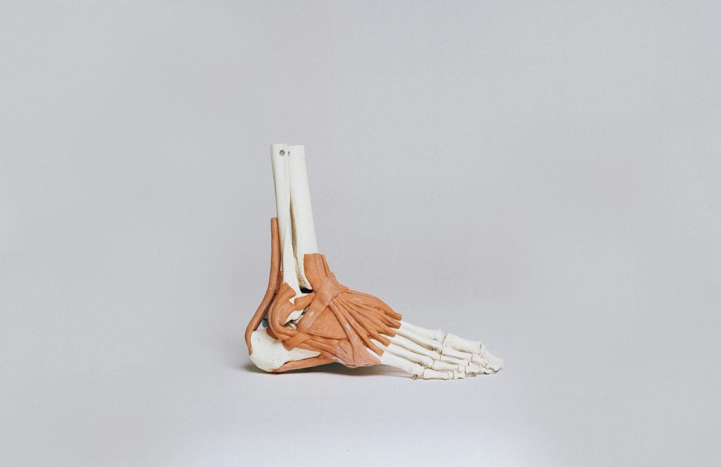 Ankle Foot Anatomy | parts of the foot